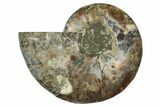 Cut & Polished Ammonite Fossil (Half) - Madagascar #345648-1